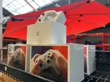 5x Controller Stadia – foto 5 – kavel bij Onlineveilingmeester, Hoogeveen