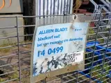 24x set Bladkorf – foto 4 – kavel bij Onlineveilingmeester, best