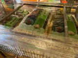 Ca. 37x Vijverartikelen, Velda – foto 2 – kavel bij Onlineveilingmeester, Dokkum