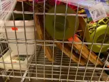 Ca. 223x Tuinartikelen – foto 7 – kavel bij Onlineveilingmeester, Dokkum