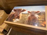 Schilderij gehard glas Koeien – foto 3 – kavel bij Onlineveilingmeester, Joure
