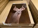 Schilderij gehard glas Kudu – foto 3 – kavel bij Onlineveilingmeester, Joure