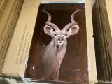 Schilderij gehard glas Kudu – foto 4 – kavel bij Onlineveilingmeester, Joure