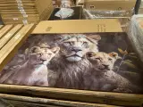 Schilderij gehard glas Leeuw met welpjes – foto 2 – kavel bij Onlineveilingmeester, Joure
