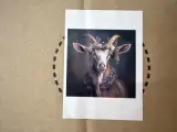 Schilderij gehard glas geit bloemenkrans Hoogwaardige kwaliteit Homebound – foto 3 – kavel bij Onlineveilingmeester, Joure