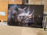 Schilderij gehard glas Neushoorn Hoogwaardige kwaliteit Homebound – foto 3 – kavel bij Onlineveilingmeester, Joure