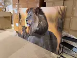 Schilderij gehard glas Leeuw met welp Hoogwaardige kwaliteit Homebound – foto 3 – kavel bij Onlineveilingmeester, Joure