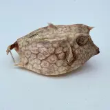 Taxidermy Japanse Blowfish - Doku Fugu – foto 2 – kavel bij Onlineveilingmeester