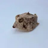 Taxidermy Japanse Blowfish - Doku Fugu – foto 3 – kavel bij Onlineveilingmeester
