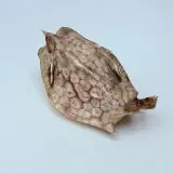 Taxidermy Japanse Blowfish - Doku Fugu – foto 4 – kavel bij Onlineveilingmeester