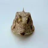 Taxidermy Japanse Blowfish - Doku Fugu – foto 5 – kavel bij Onlineveilingmeester