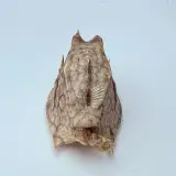 Taxidermy Japanse Blowfish - Doku Fugu – foto 6 – kavel bij Onlineveilingmeester