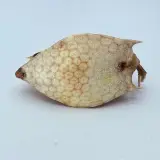 Taxidermy Japanse Blowfish - Doku Fugu – foto 7 – kavel bij Onlineveilingmeester