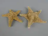 Set van twee gedroogde zeesterren als decoratie – kavel bij De Kringwinkel, Diest