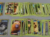 W.W.F. dieren verzamelkaarten – foto 2 – kavel bij De Kringwinkel, Diest