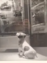 Ingelijste zwart-wit kunstfoto - hond voor een openstaande vintage koelkast (inlijsting door Schleiper) – foto 3 – kavel bij De Kringwinkel, Gent