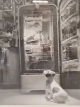 Ingelijste zwart-wit kunstfoto - hond voor een openstaande vintage koelkast (inlijsting door Schleiper) – foto 5 – kavel bij De Kringwinkel, Gent
