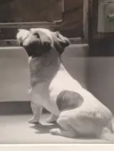 Ingelijste zwart-wit kunstfoto - hond voor een openstaande vintage koelkast (inlijsting door Schleiper) – foto 6 – kavel bij De Kringwinkel, Gent