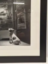 Ingelijste zwart-wit kunstfoto - hond voor een openstaande vintage koelkast (inlijsting door Schleiper) – foto 8 – kavel bij De Kringwinkel, Gent