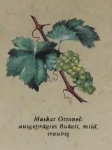 Oostenrijkse Wijnposter [1986] – foto 3 – kavel bij De Kringwinkel, Maasmechelen