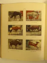 3 Verkade-plaatjesalbums (1931, 1938, 1940) – foto 15 – kavel bij De Kringwinkel, Leopoldsburg