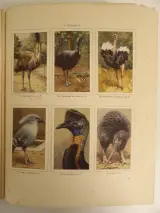 3 Verkade-plaatjesalbums (1931, 1938, 1940) – foto 16 – kavel bij De Kringwinkel, Leopoldsburg