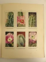 3 Verkade-plaatjesalbums (1931, 1938, 1940) – foto 5 – kavel bij De Kringwinkel, Leopoldsburg