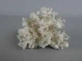 Witte koraal decoratie – kavel bij De Kringwinkel, Diest