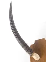 Antilope hoorns op houten wandplaat – foto 2 – kavel bij De Kringwinkel, Heverlee