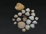 Verzameling mineralen, fossielen en schelpen met opbergdoos – foto 8 – kavel bij De Kringwinkel, Heverlee
