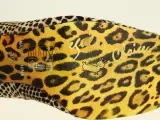 Irregular Choice - extravagante dierenprint pumps met statement hak - GB – foto 6 – kavel bij De Kringwinkel, Antwerpen