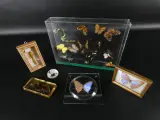 Unieke Verzameling Taxidermie & Entomologie – Vlinders, Schorpioen en Vleermuis in hars en glas – kavel bij De Kringwinkel, Heverlee
