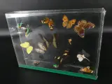 Unieke Verzameling Taxidermie & Entomologie – Vlinders, Schorpioen en Vleermuis in hars en glas – foto 2 – kavel bij De Kringwinkel, Heverlee