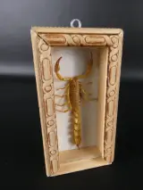 Unieke Verzameling Taxidermie & Entomologie – Vlinders, Schorpioen en Vleermuis in hars en glas – foto 11 – kavel bij De Kringwinkel, Heverlee