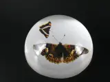 Unieke Verzameling Taxidermie & Entomologie – Vlinders, Schorpioen en Vleermuis in hars en glas – foto 13 – kavel bij De Kringwinkel, Heverlee