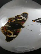 Unieke Verzameling Taxidermie & Entomologie – Vlinders, Schorpioen en Vleermuis in hars en glas – foto 14 – kavel bij De Kringwinkel, Heverlee