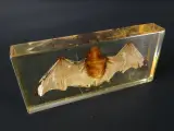 Unieke Verzameling Taxidermie & Entomologie – Vlinders, Schorpioen en Vleermuis in hars en glas – foto 17 – kavel bij De Kringwinkel, Heverlee