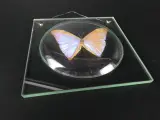 Unieke Verzameling Taxidermie & Entomologie – Vlinders, Schorpioen en Vleermuis in hars en glas – foto 18 – kavel bij De Kringwinkel, Heverlee
