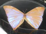 Unieke Verzameling Taxidermie & Entomologie – Vlinders, Schorpioen en Vleermuis in hars en glas – foto 19 – kavel bij De Kringwinkel, Heverlee