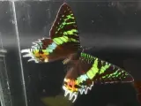 Unieke Verzameling Taxidermie & Entomologie – Vlinders, Schorpioen en Vleermuis in hars en glas – foto 3 – kavel bij De Kringwinkel, Heverlee
