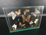 Unieke Verzameling Taxidermie & Entomologie – Vlinders, Schorpioen en Vleermuis in hars en glas – foto 8 – kavel bij De Kringwinkel, Heverlee