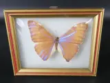 Unieke Verzameling Taxidermie & Entomologie – Vlinders, Schorpioen en Vleermuis in hars en glas – foto 10 – kavel bij De Kringwinkel, Heverlee