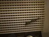 Vintage Blaupunkt tafelradio – Jaren 50 – Werkend – foto 3 – kavel bij Onlineveilingmeester, Groningen