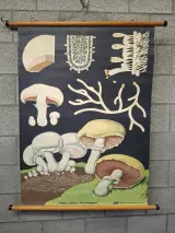 Vintage biologische schoolplaat paddenstoel Psalliota campestris – foto 2 – kavel bij De Kringwinkel, Gent