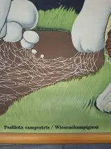 Vintage biologische schoolplaat paddenstoel Psalliota campestris – foto 4 – kavel bij De Kringwinkel, Gent