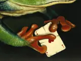 Eric Corremans – Schilderij van een Roodoogmakikikker met speelkaarten – foto 7 – kavel bij De Kringwinkel, Antwerpen