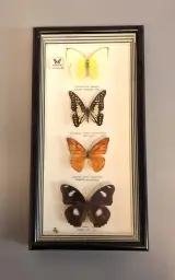 Ingelijst vlinderdisplay met vier vlinders – foto 2 – kavel bij De Kringwinkel, Aalst