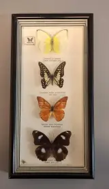 Ingelijst vlinderdisplay met vier vlinders – foto 5 – kavel bij De Kringwinkel, Aalst