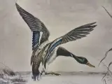 Wilde eenden boven het water - gesigneerde kleurenprent - Léon Danchin – foto 5 – kavel bij De Kringwinkel, Gent