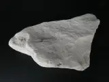 Verzameling van fossielen, mineralen en bijzondere gesteenten – foto 2 – kavel bij De Kringwinkel, Heverlee